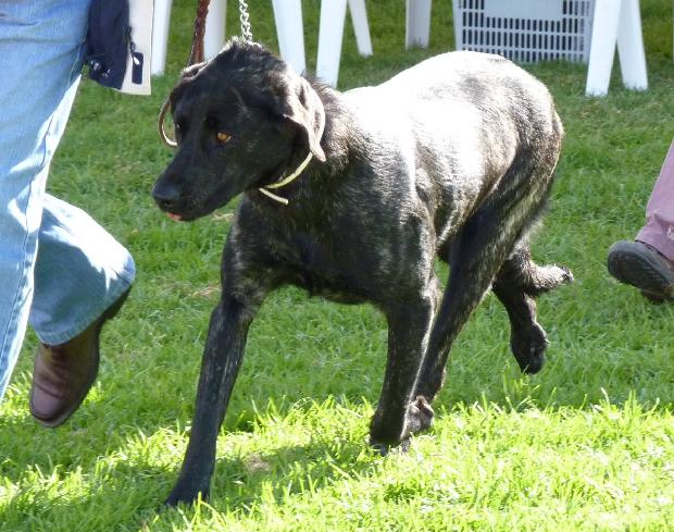 Cão de Castro Laboreiro