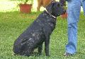 Cão de Castro Laboreiro
