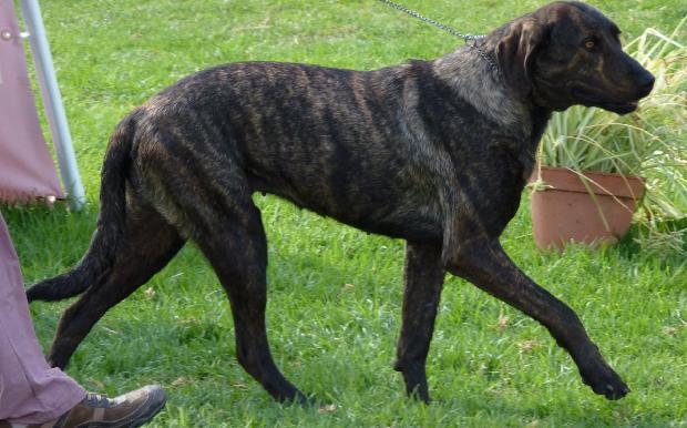 Cão de Castro Laboreiro