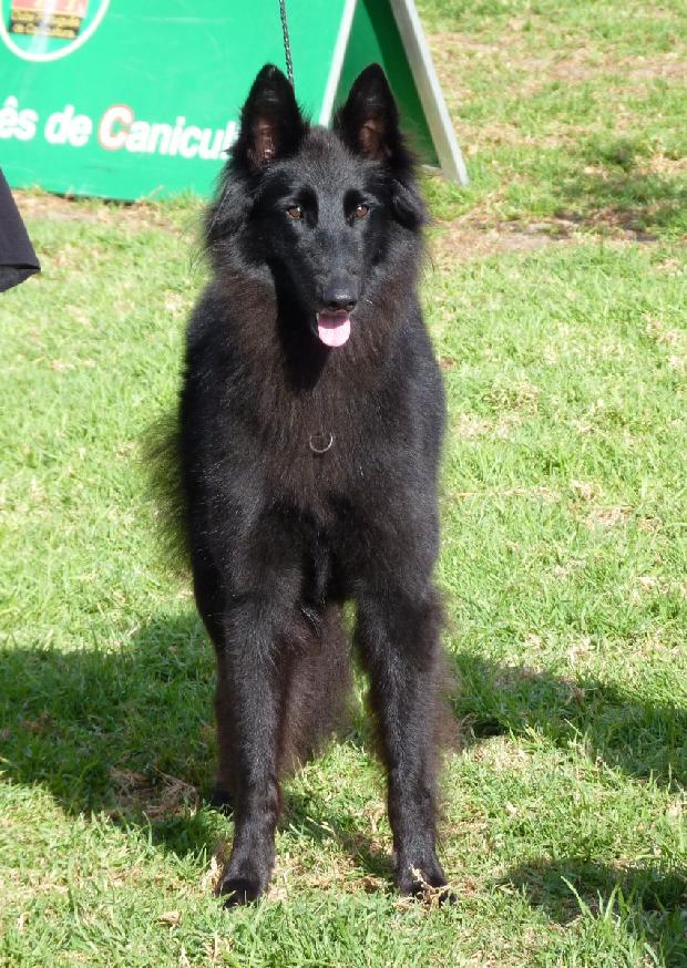 Cão de Pastor Belga Groenendael