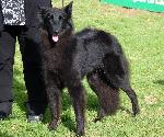 Cães