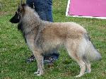 Cães