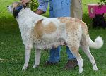 Cão de Gado Transmontano