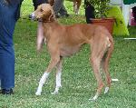 Cães