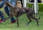 Galgo Espanhol