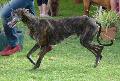 Galgo Espanhol