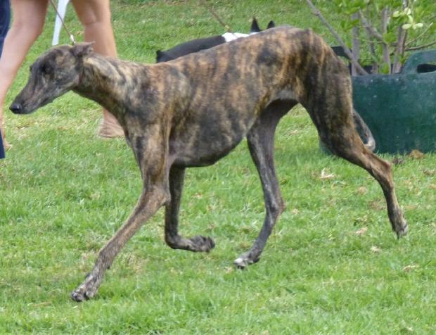 Galgo Espanhol