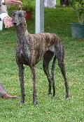 Galgo Espanhol