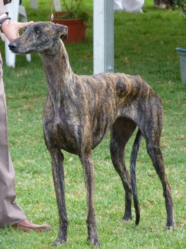 Galgo Espanhol