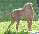 Cães