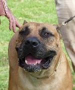 Cães