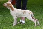 Braco Italiano