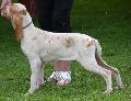 Braco Italiano