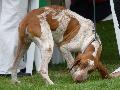 Braco Italiano