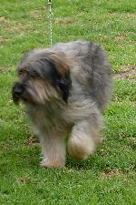 Cães