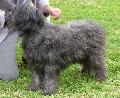 Cão de Pastor Catalão