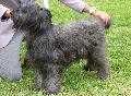 Cão de Pastor Catalão