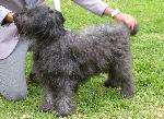 Cães