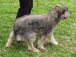Cães