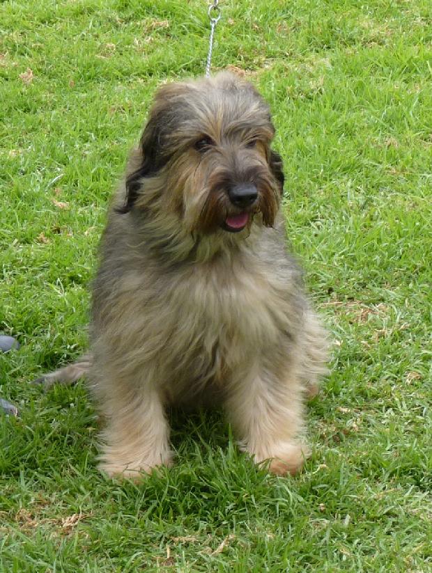 Cão de Pastor Catalão