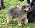 Cão de Pastor Catalão