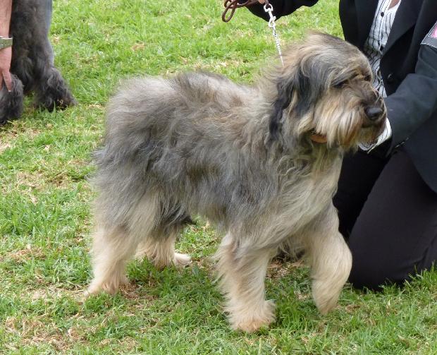 Cão de Pastor Catalão