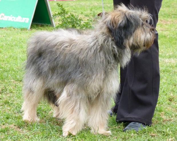 Cão de Pastor Catalão