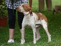 Braco Italiano