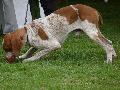 Braco Italiano