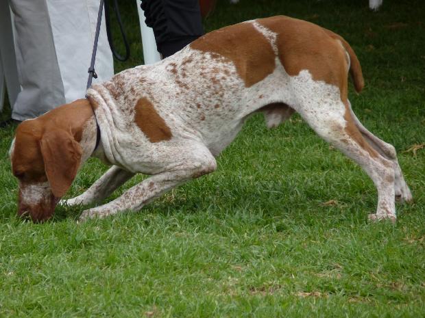 Braco Italiano