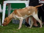 Cães