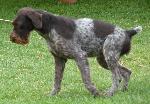 Cães