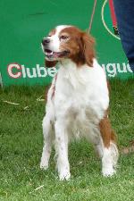 Cães