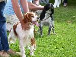 Cães