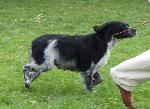 Cães
