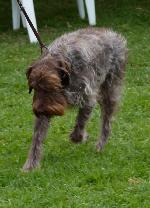 Cães
