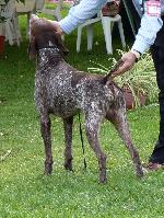 Cães