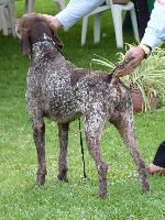 Cães
