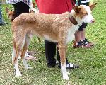 Cães