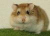 Hamster-Roboroski <i>(Phodopus roboroskii)</i>