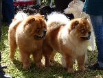 Cães
