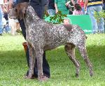 Cães