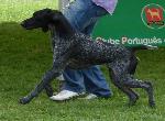 Cães