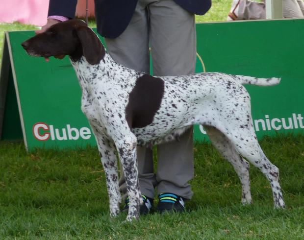 Braco Alemão de Pêlo Curto
