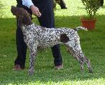 Cães