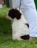 Cão de Água Espanhol