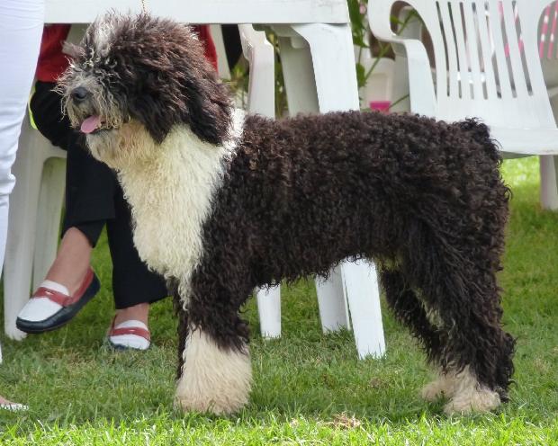 Cão de Água Espanhol