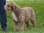 Cães