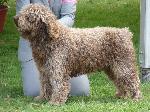 Cães