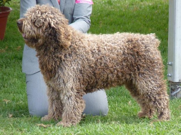 Cão de Água Espanhol